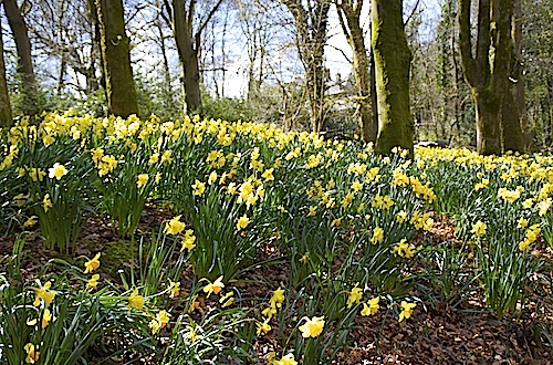 Daffodills